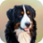icon Dog Wallpapers(Wallpaper Anjing) 1.0