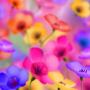 icon Beautiful Flower HD Wallpaper(Wallpaper Bunga Indah HD)