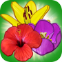 icon Blossom Island (Pulau Blossom)