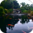 icon Real pond with Koi(Kolam nyata dengan Koi) 10.0