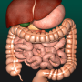 icon Internal Organs 3D Anatomy(Organ Internal dalam 3D Anatomy)