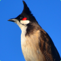 icon com.sounds.nokhuajuck(Bulbul merah)