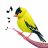 icon Bird Calls(Panggilan Burung, Suara Nada Dering) 13.2.0