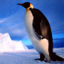 icon Penguin Jigsaw Puzzles(Teka-teki Penguin Jigsaw)