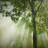 icon Forest Wallpapers(Wallpaper Hutan) 3.0.1
