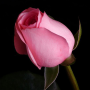 icon Flowers and Roses(Bunga Dan Mawar Gambar GIF
)