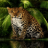 icon Angry Forest Leopard LWP 2