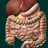 icon Internal Organs 3D Anatomy(Organ Internal dalam 3D Anatomy) 3.0.3