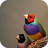 icon Bird Sounds(Suara Burung dan Nada Dering) 1.2