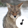 icon Coyote Sounds(Suara Coyote)