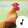 icon Chicken Sounds(Rooster Sounds)