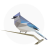 icon BirdNET 1.73
