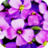 icon Flower Wallpapers(Wallpaper Bunga) 1.0