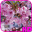 icon Cherry Blossom Video Wallpaper 3.0