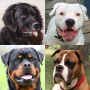 icon Dogs Quiz(Dogs Quiz - Tebak Ras Anjing Populer di Foto
)