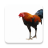 icon com.birddev.kaichon(Panduan Gamecat) 20.0.0