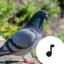 icon Pigeon Sounds (Suara Merpati)