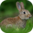 icon Rabbit Sounds(Kelinci: Suara, Nada Dering) 1.2