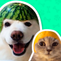icon Animal Stickers(Stiker Hewan untuk WhatsApp
)