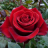 icon Flowers(Flower Rose Live Wallpaper) 5.0