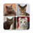 icon Cats(Cat Breeds Quiz - Game tentang C
) 1.0