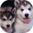 icon Puppies dogs live wallpaper(Anjing anjing hidup wallpaper) 4.0