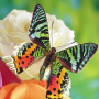 icon Butterflies Jigsaw Puzzles (Teka-teki Kupu-kupu Jigsaw)