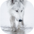 icon Wolfs live wallpaper(Serigala wallpaper hidup) 4.0