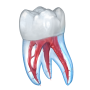 icon Dental Illustrations(3D Gigi)