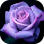 icon Roses images GIFs - Flowers HD (Roses images GIFs - Flowers HD
)
