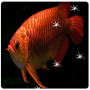 icon Arowana Live Wallpaper (Wallpaper Animasi Arowana)