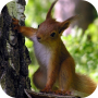 icon Squirrel Live Wallpaper