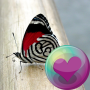 icon Pretty Butterflies HD Wallpapers(Wallpaper Kupu-kupu HD)