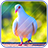 icon Pigeon Wallpaper(Wallpaper Pigeon Lucu) 6.1