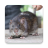 icon Bandicoot Rat Sounds(Tikus Bandicoot: Suara, Panggilan SMC SmartQ:) 2.6