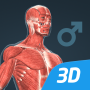 icon Human body (male) 3D scene (Tubuh manusia (pria) Adegan 3D)