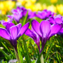 icon Beautiful Spring Flowers Live (Bunga Musim Semi Yang Indah)