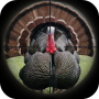 icon Turkey Hunting Calls (Panggilan Berburu Turki)