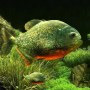 icon 3D Fish Aquarium(3D Fish Aquarium Wallpaper HD)