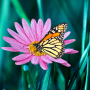icon Butterflies Live Wallpaper(Kupu-kupu wallpaper hidup)
