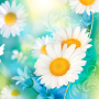 icon Daisies Live Wallpaper(Aster Live Wallpaper)