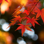 icon Autumn Leaf Fall Wallpaper(Wallpaper Musim Gugur)