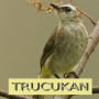 icon Master Kicau Trucukan()