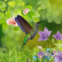 icon Hummingbirds live wallpaper(Wallpaper hummingbirds)