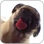 icon Dog Licking Live Wallpaper (Anjing Licker Live Wallpaper GRATIS)