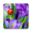 icon Macro Spring Live Wallpaper(Makro Musim Semi Gambar Animasi) 1.0.8