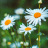 icon Daisy Wallpapers 3.0.1