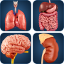 icon Organ Anatomy(Anatomi Organ Saya)