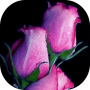 icon Sweet Flowers(Sweet love flowers, Roses Live Wallpapers, GIF / 4K
)