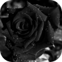 icon black rose (mawar hitam)